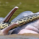 Imagen para el artículo titulado Capturan una impresionante imagen de delfines “jugando” con una anaconda